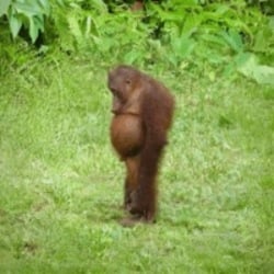 SolanaApe